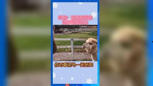 娱乐吃瓜的本质是啥,一场全民参与的狂欢盛宴